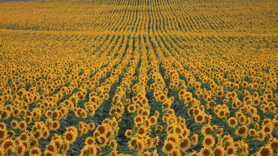 Kazakhstan has seen profits surge amid a growing crisis and a sunflower oil shortage