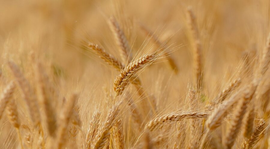 ifad and uzbekistan